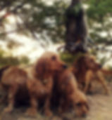 basset fauve bretagne