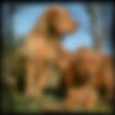 terraslusas.wix.com/fauve