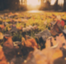 Fall Foliage