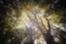 2018_Distillery_MangoTrees_1.jpg