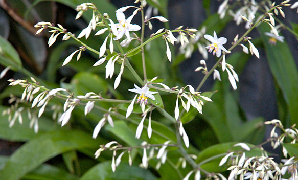 New Zealand rock lily
