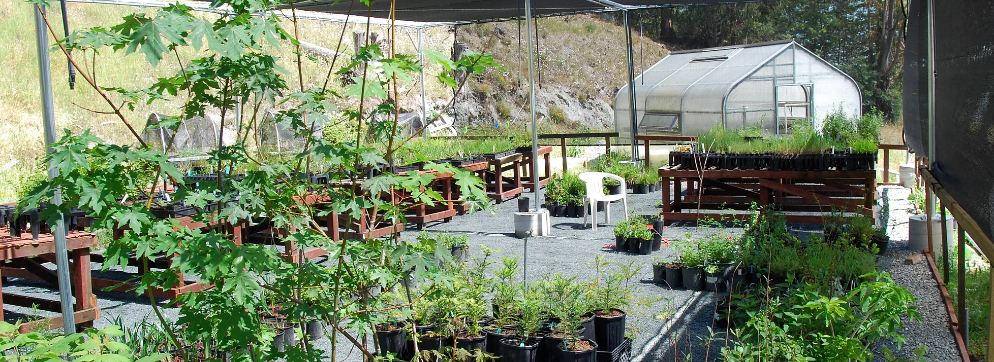 Fosc Native Plant Nursery
