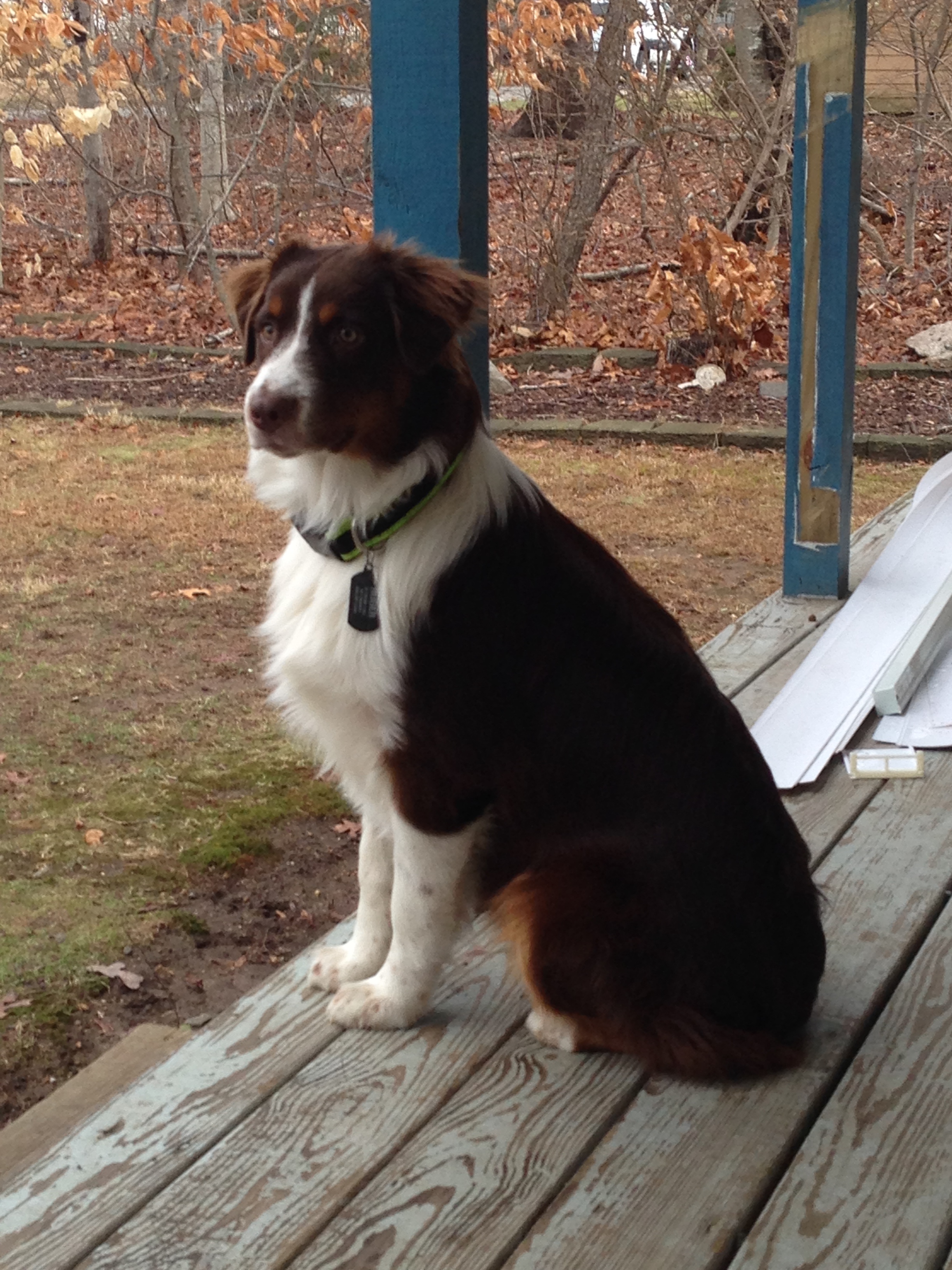 Australian Shepherd Dog Puppies amp Dogs FreeDogListings