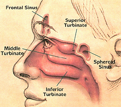 septoplasty.gif