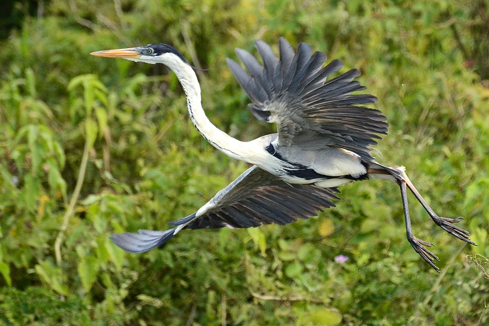 Resultado de imagem para Garça-moura