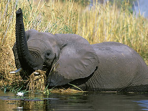 Namushasha-River-Lodge02-High-Res.jpg