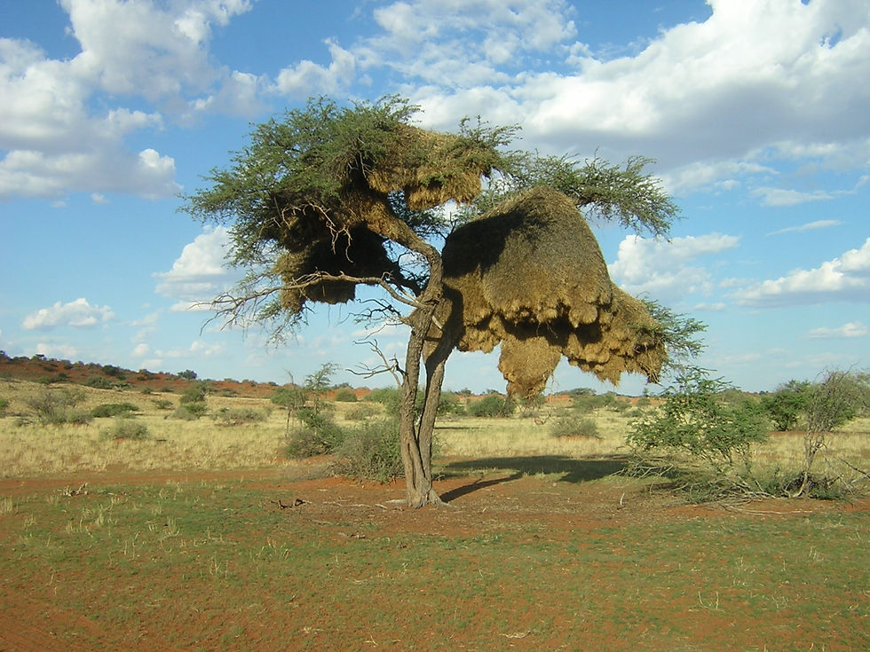 Kalahari