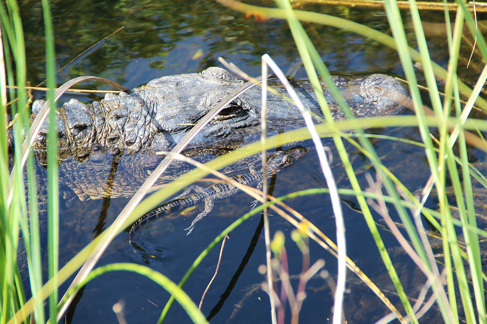 EVERGLADES EXPEDITION