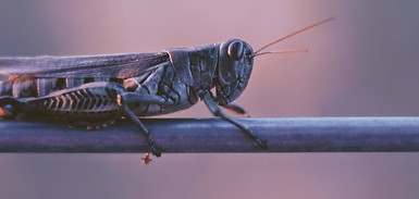 Image by Joshua Hoehne