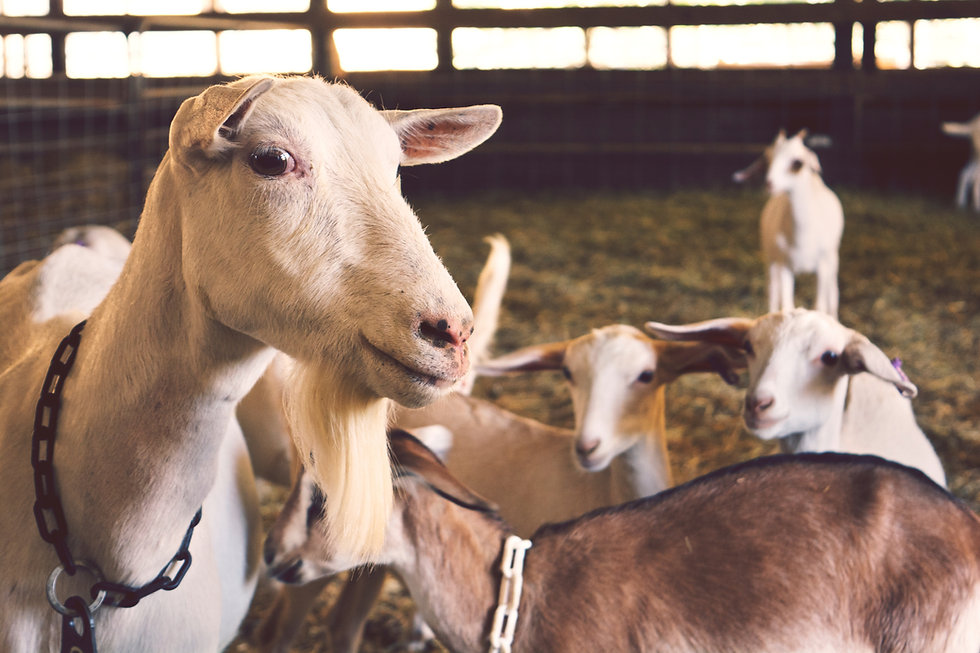 Goats