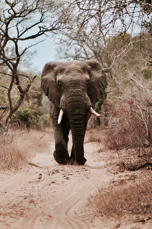 Image by Will Shirley