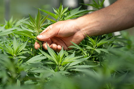 Image by CRYSTALWEED cannabis