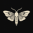 www.carnivalofmoths.com favicon