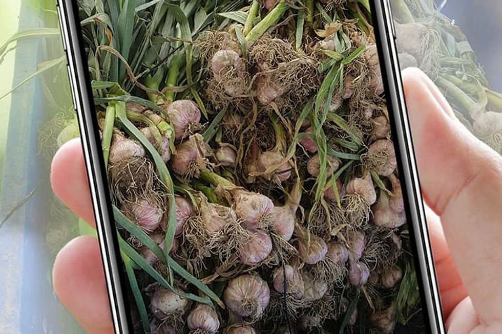 שום ירוק טרי טר...
