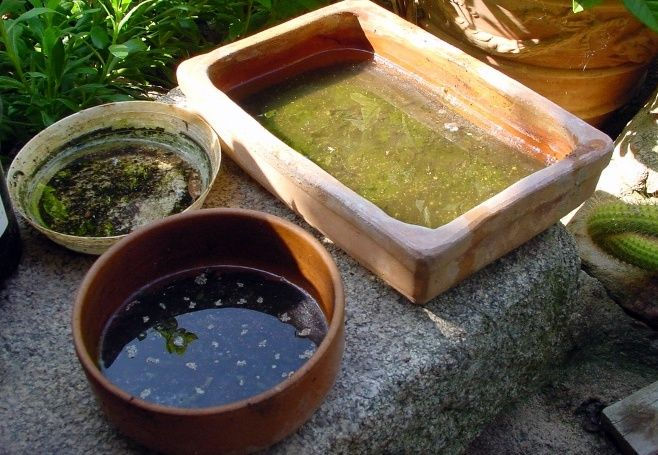 trays sitting out with water in them