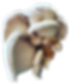Oysters.png