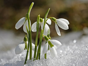 Modlitby 8. týden, 20. – 26. února ledna 2023