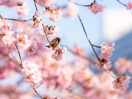 Modlitby 18. týden, 1. – 7. května 2023