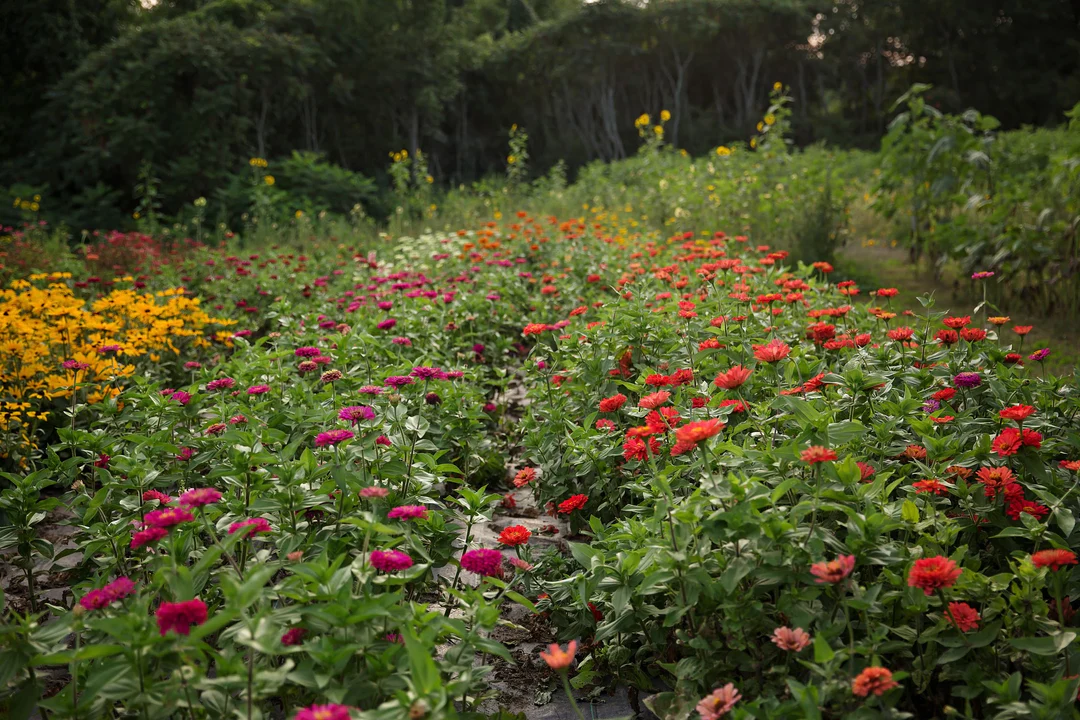 DAHLIA MAY FLOWER FIELD