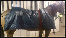 horsevib on a horse.png