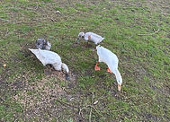 ducks .jpeg
