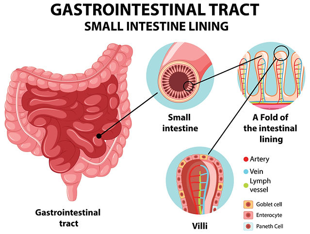 Diagram Showing Gastrointestinal Tract Small Intestine Lining.jpg