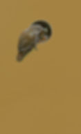 6A