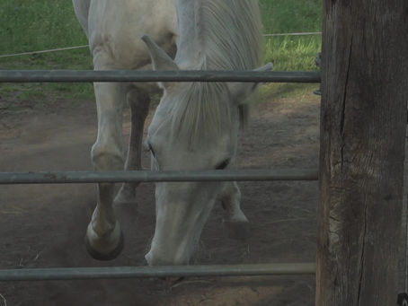 Über Magenschmerzen beim Pferd und unseren Umzug in den "kleinen Trail im Wald"