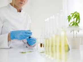 Can You Get High from CBD or CBD Oil?