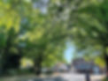 Park Ave Trees facing State Theater