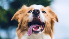 The Best Off Leash Dog Parks In Oakville