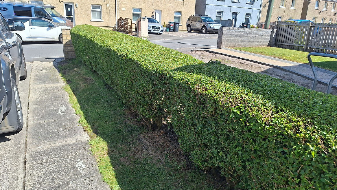 A neatly trimmed green hedge lines the sidewalk in front of a row of townhouses under a bright blue sky