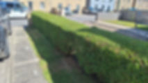 A neatly trimmed green hedge lines the sidewalk in front of a row of townhouses under a bright blue sky