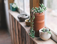 ウィンドウの植物