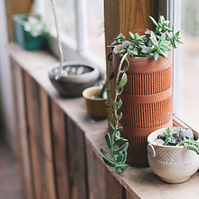 Window Plants