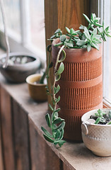 Window Plants