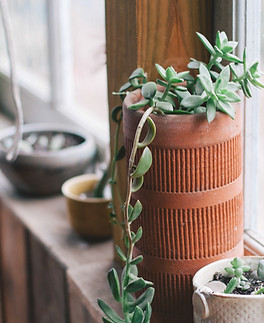 Window Plants