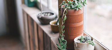 Window Plants