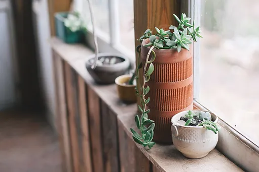 Beginner S Guide To Windowsill Gardening