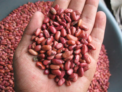 Nicaragua recibirá 2 mdd por venta de frijol a México