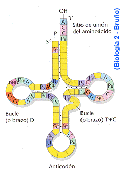 arn05.gif