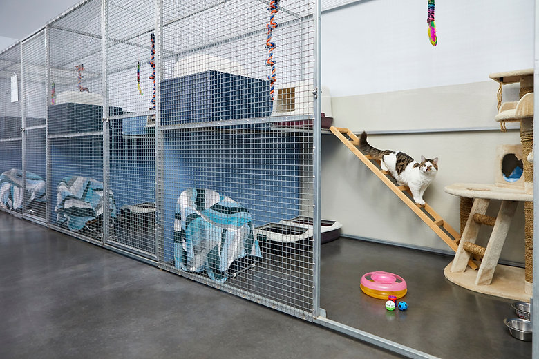 Large Cattery Suite
