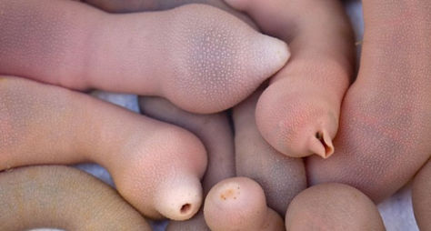 Pez pene un manjar asiático