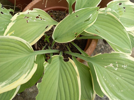 Roots Up Against The Pot Wall