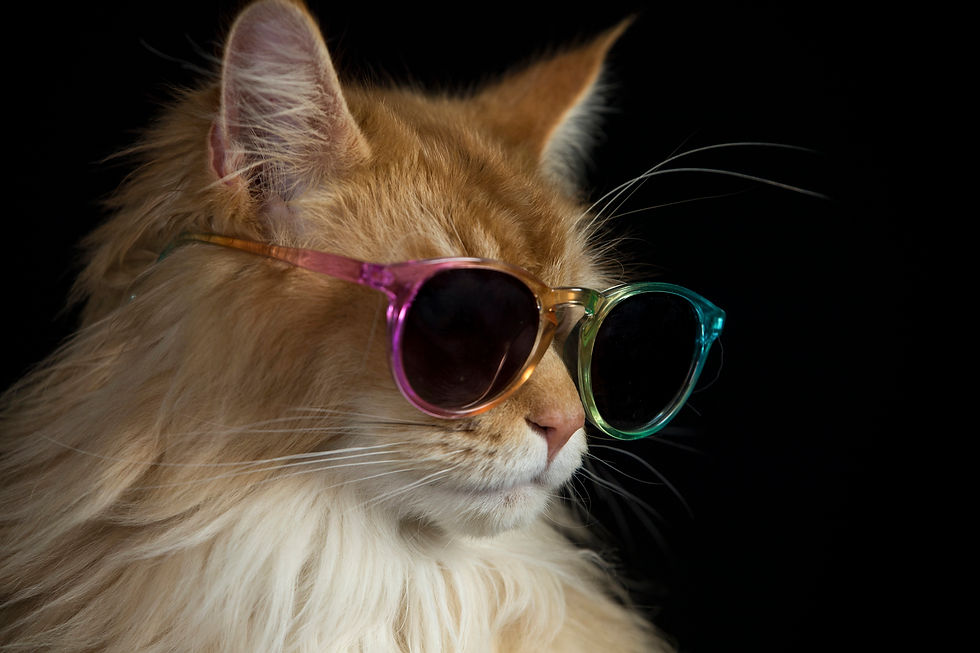Copy The Right Cat