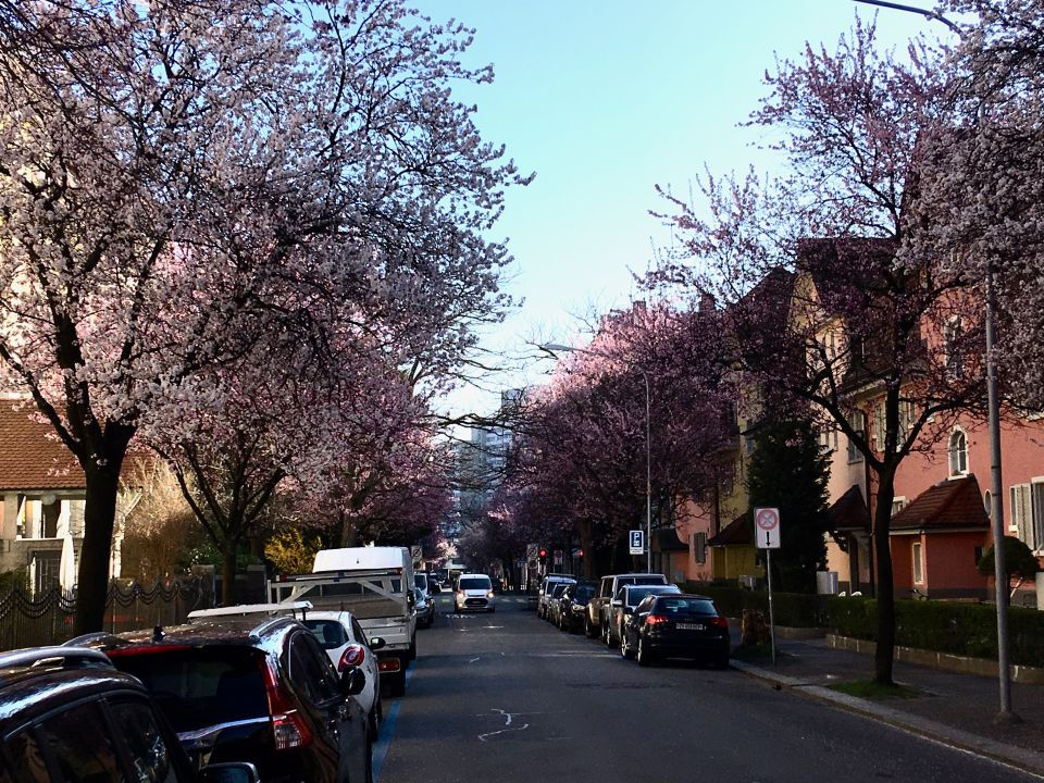 Die Bertastrasse in voller Pracht zur Kirschblütenzeit (März 2019)