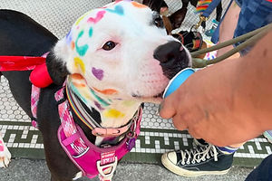 pupcup_edited.jpg
