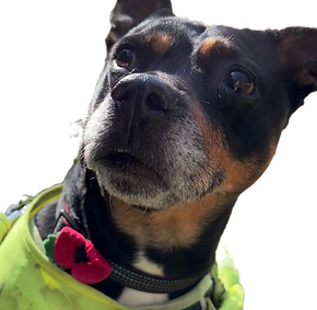 Staff Wellness coach