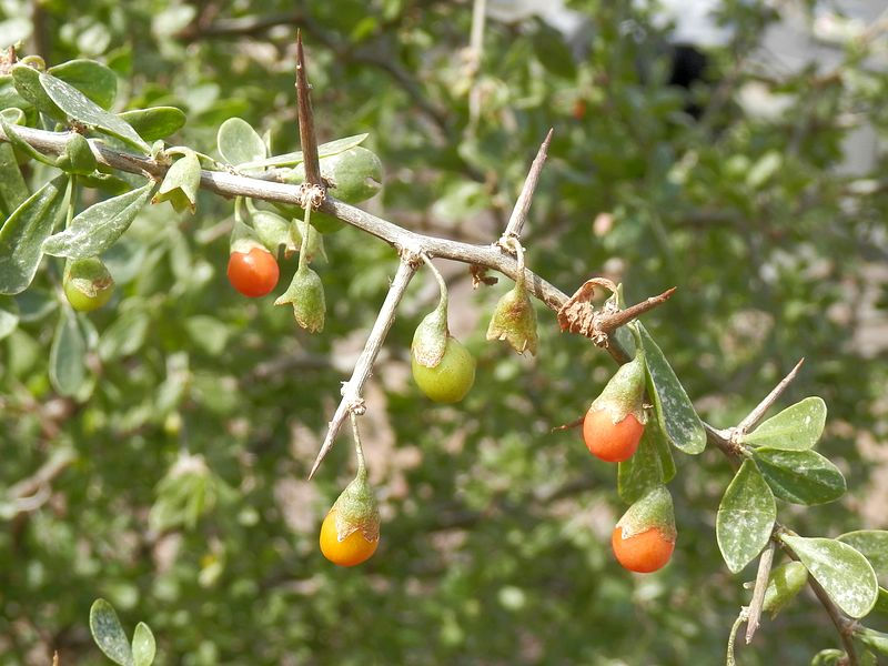 african boxthorn.jpg