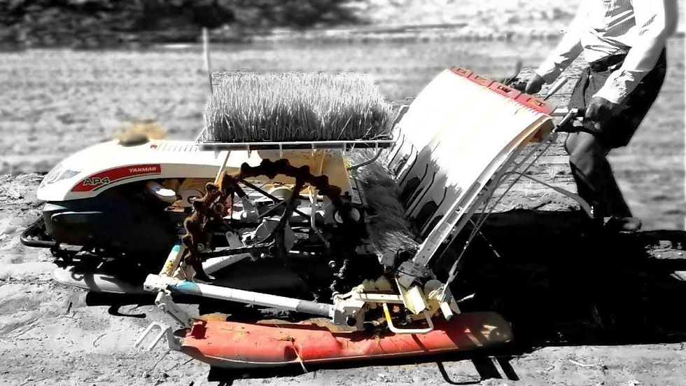 Rice Transplanter Walk Behind